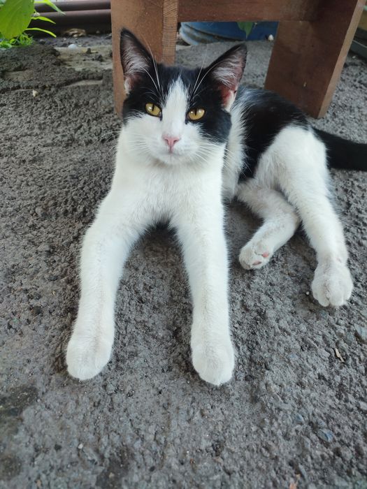 Кот бесплатно. Подросток. Доставка есть.