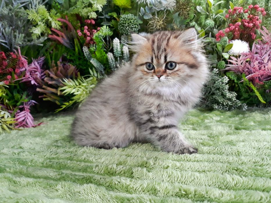 Brithish longhair , 11 saptamani , cu Pedigree