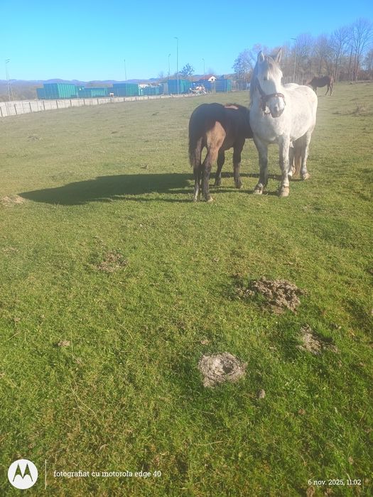 Vând mânză de 4 luni