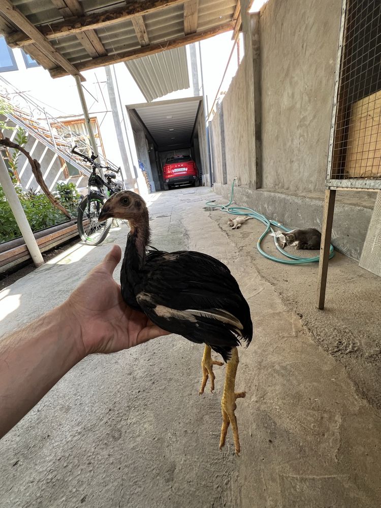 Dakan jojalar sotiladi 8 ta dona