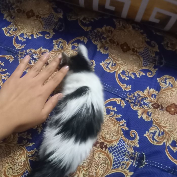 Aq qara misiq, kishkantay