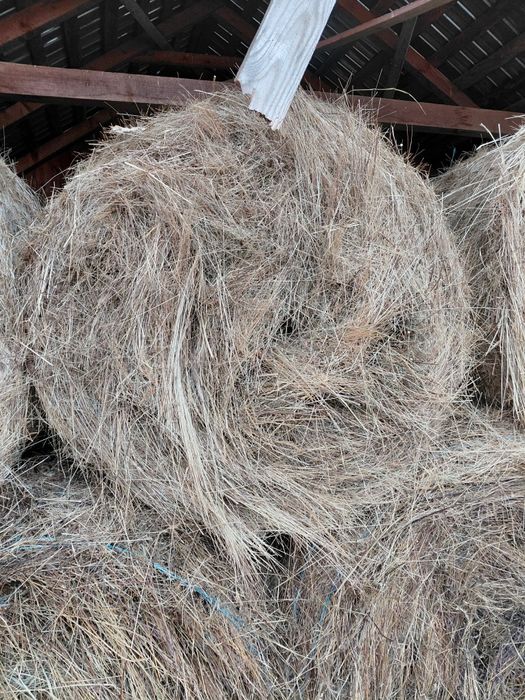 Baloti rotunzi de fan