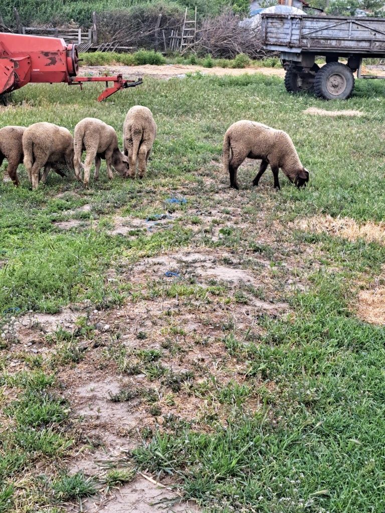 Vând mei crescuți natural cu iarba și porumb