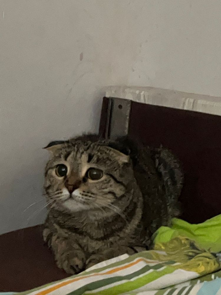 кошка вислоухий шотландскиц