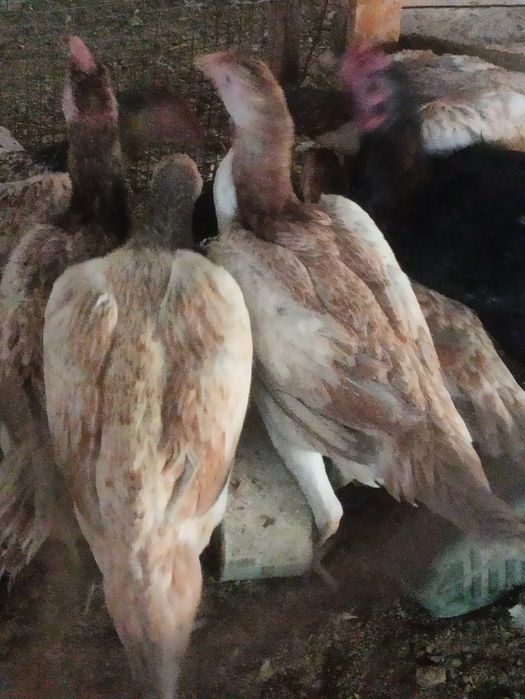 Dakan xoʻroz va makoyon lar sotiladi