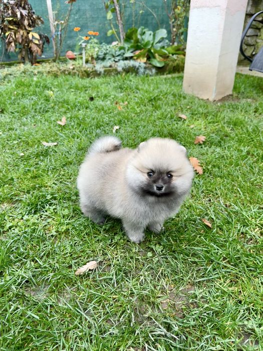 Померан мини момче. Померанче