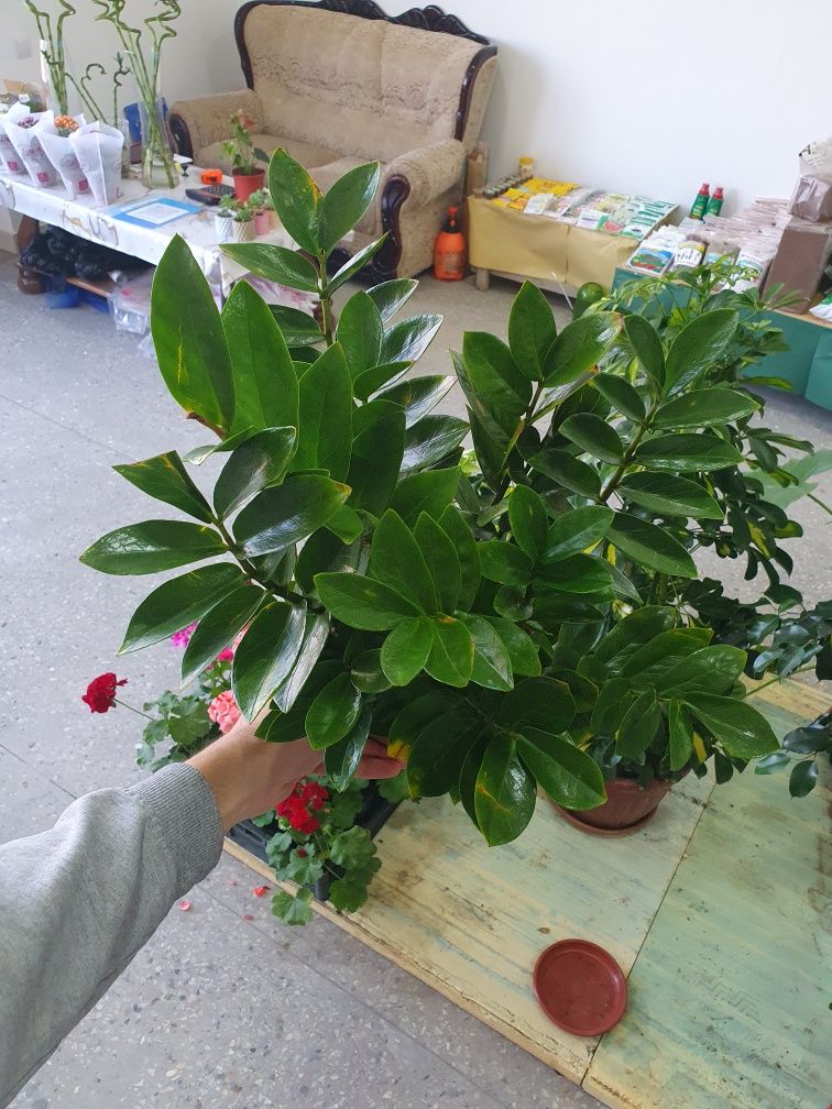 Zamiyakulkas замиякулькас