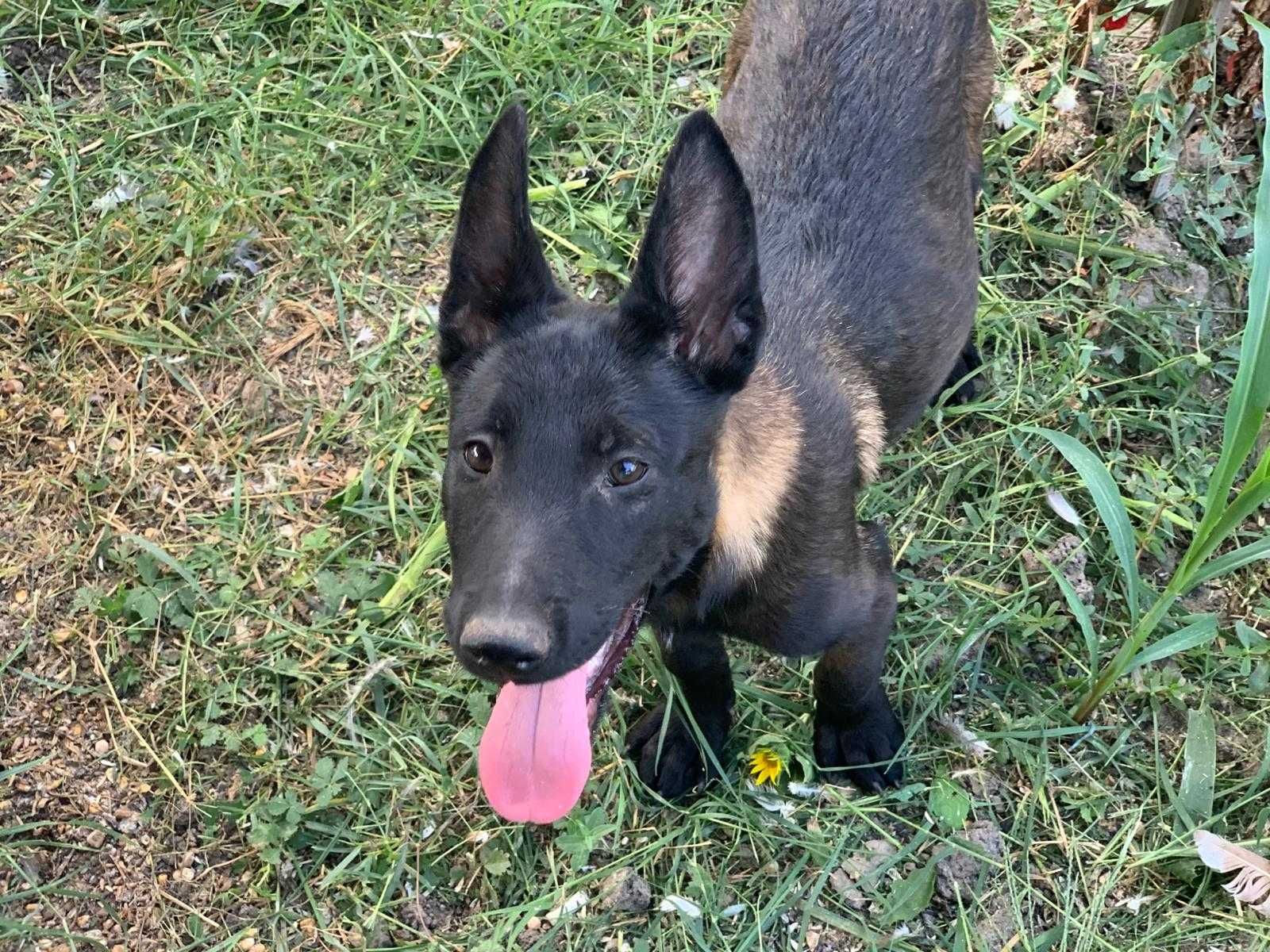 Femela Ciobanesc Belgian Malinois