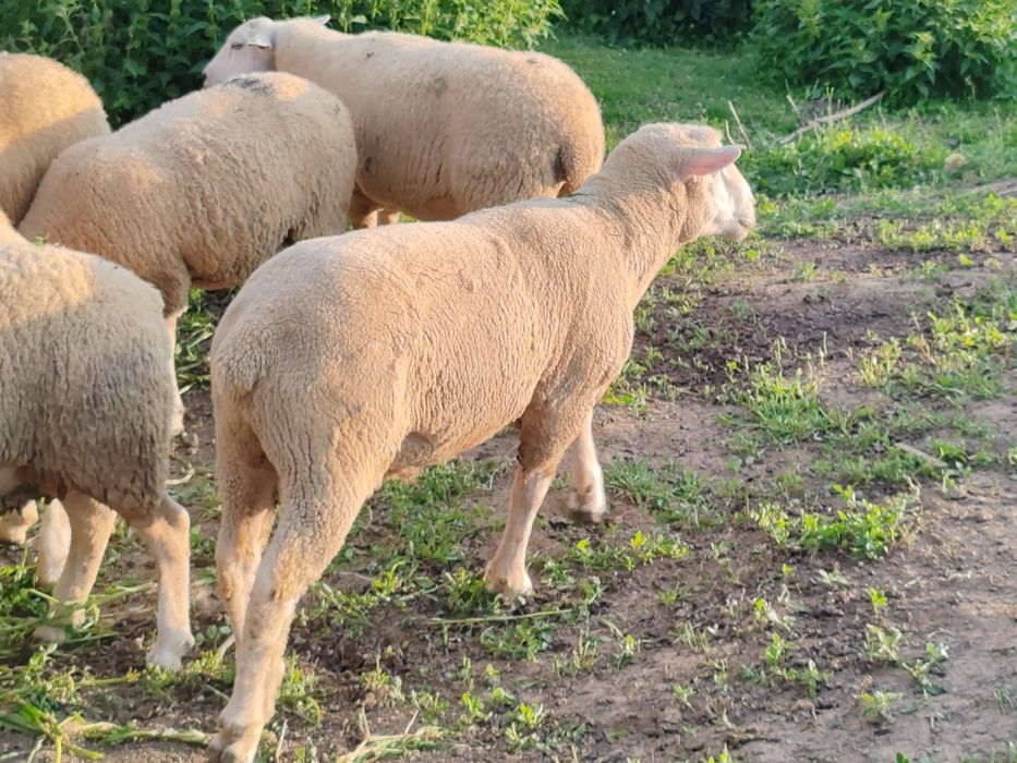 Vând berbeci rasa Texel