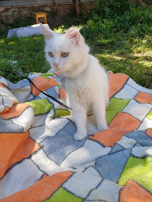 Котята и их мамочка ищут добрых и ответственных котородителей