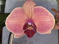 Обменяю орхидею Нарбона на другой сорт орхидеи