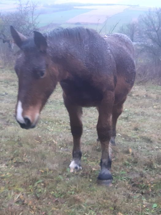 Vând doi mânji de 7 luni sau schimb cu vitei intarcati sau oi