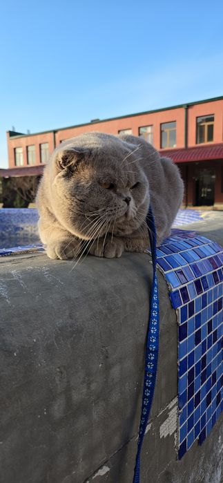 Вязка привазной лиловый цвет шотландский фолд ТЕДДИ