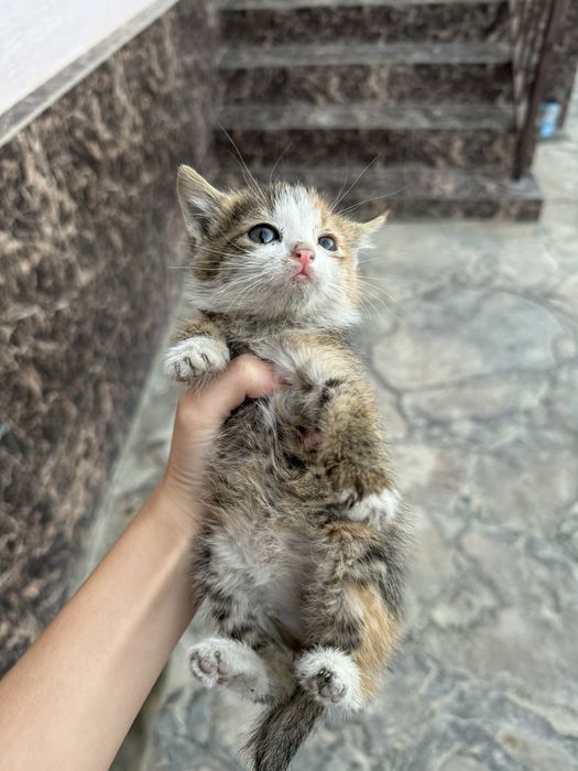 Кошка глазы голубые красивый мальчик