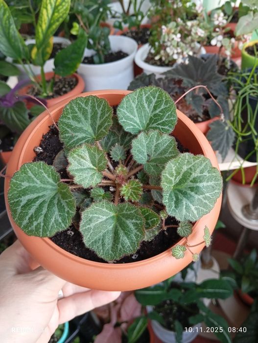 Продам комнатные растения