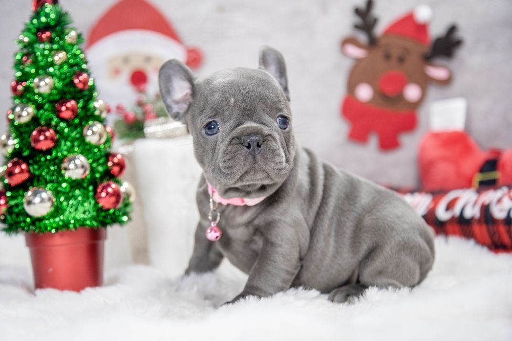 bulldog francez blue