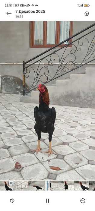 Dakan joja Nemes 6may 4kg Bola Hali Немец петушок 6май 4кг малыш