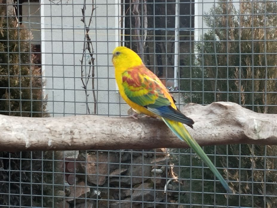 Agaponis si pui Nimfa sau  Cantares disponibil