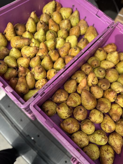 Pere bio 100% din Felnac – 4 lei/kg