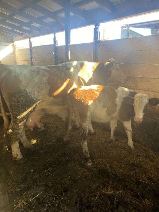 Vaca cu vițea  de vanzare