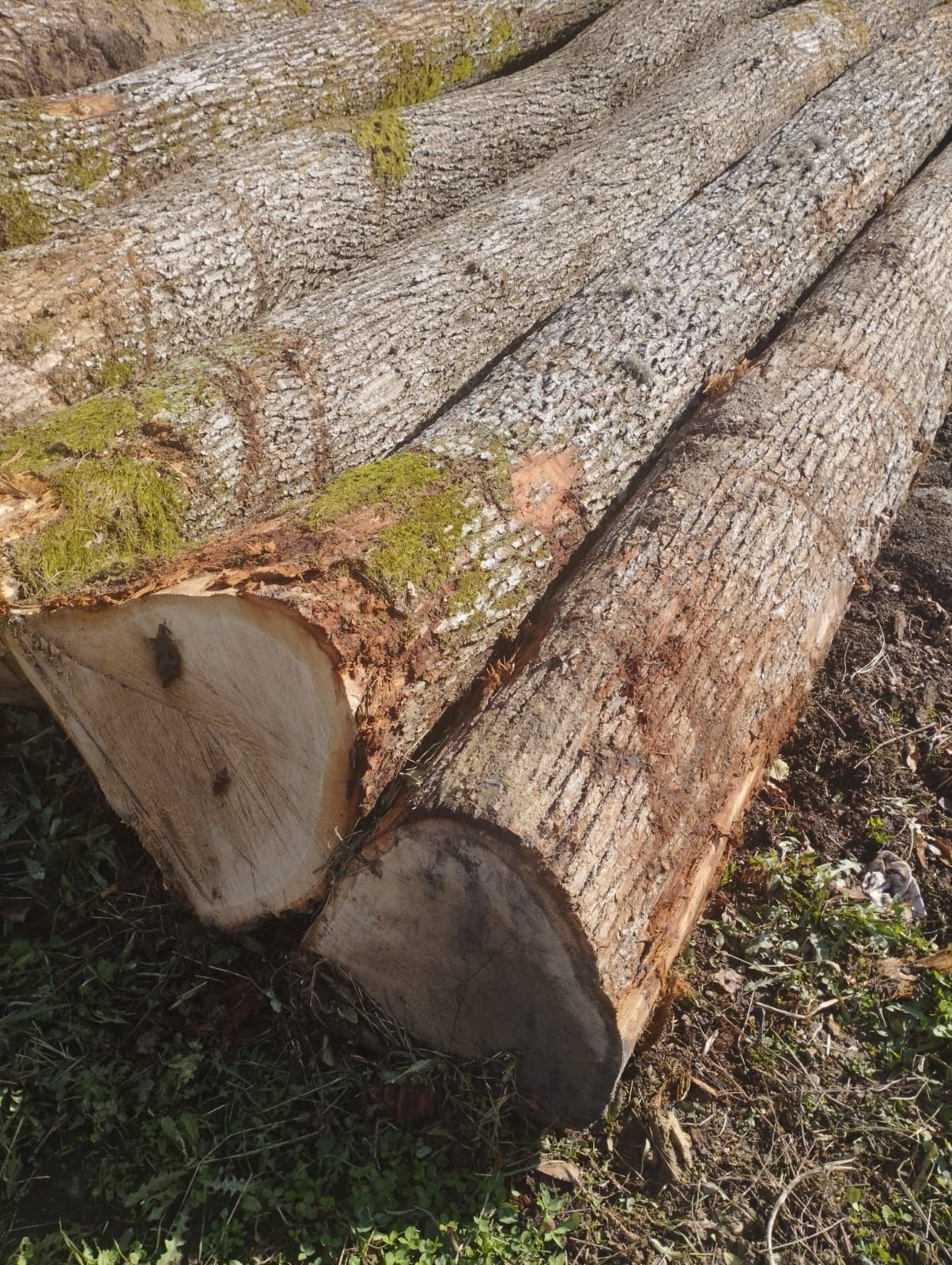 Bustean stejar - gorun - stejar rosu - frasin