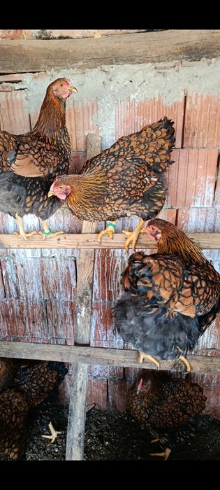 Vind o familie de găini rasa GSG