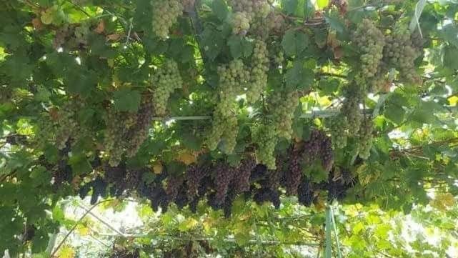 Producător butasi vita de vie