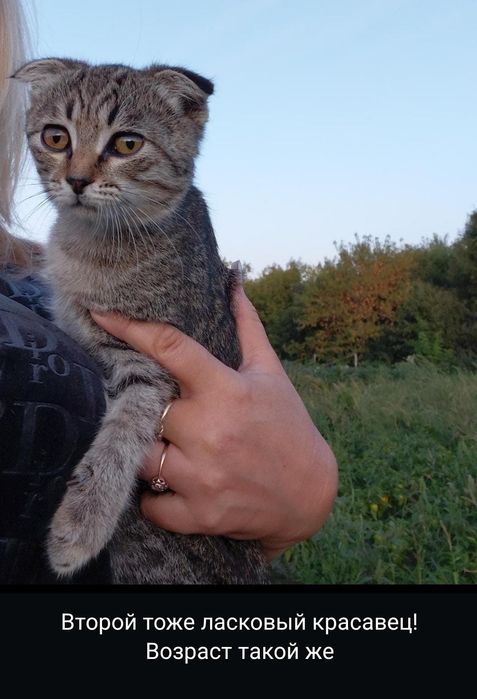 Котята в добрые руки