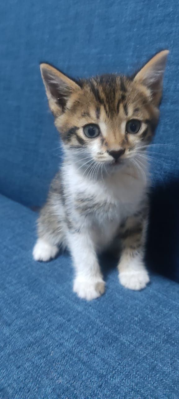 Отдам симпатичных котят