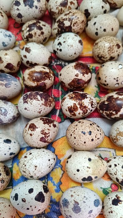 Бөдене жұмыртқасы-40 тг.