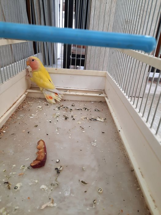 Неразлучкa nerazlushka