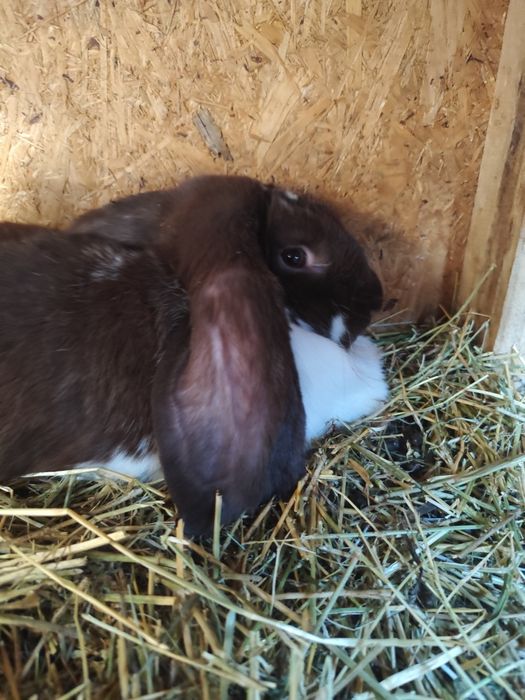 Iepuroaica berbec german