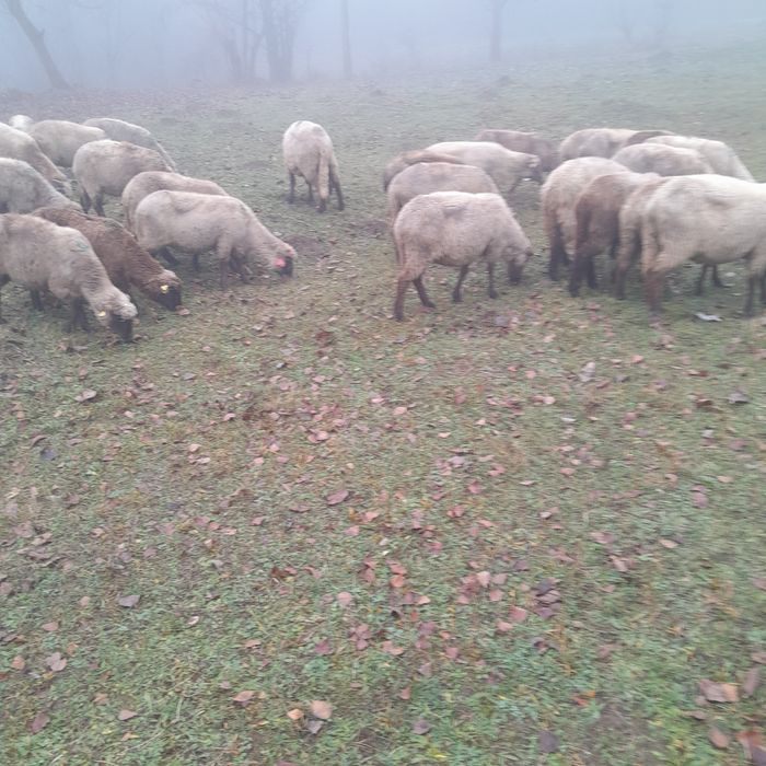 Vând  30 de oi și 2 berbeci.Oile sunt mai bătrâne  dar Gestante