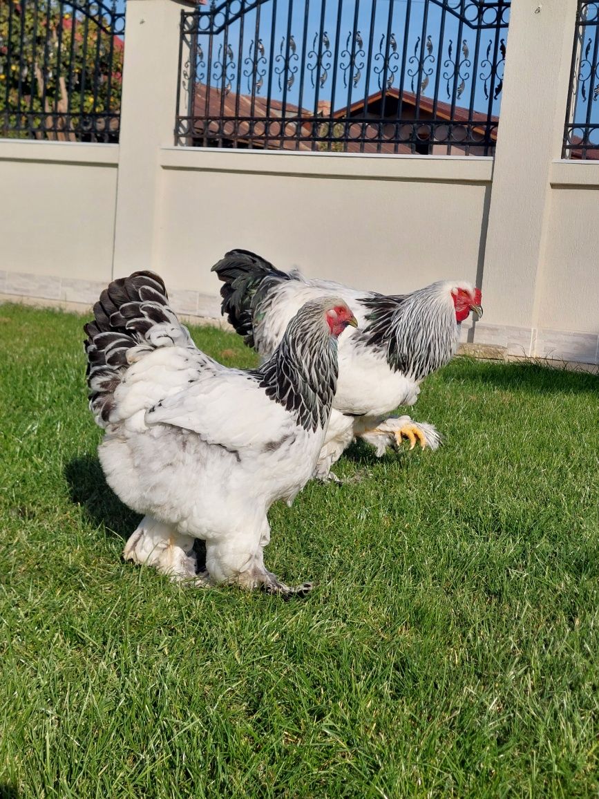 Oua de incubat,  pui mici de rasă,  gaini și cocoși  Brahma , Cochin