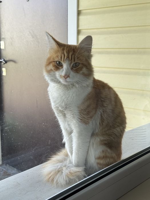 Ищем семью для котика