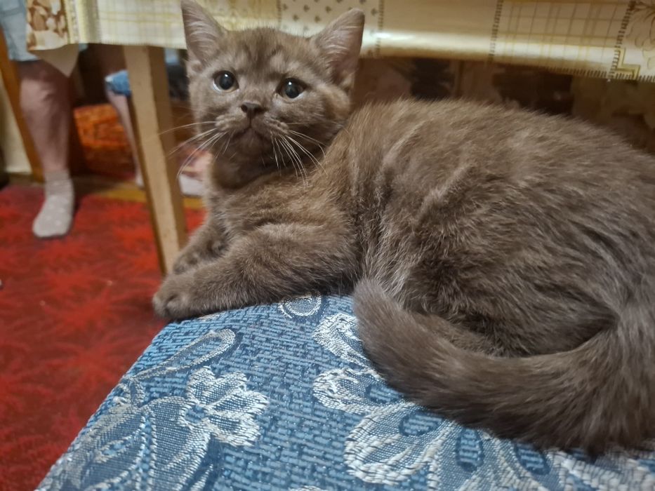 Продам котенка девочка