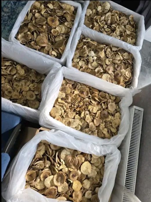 Гриб коричневый пантерный