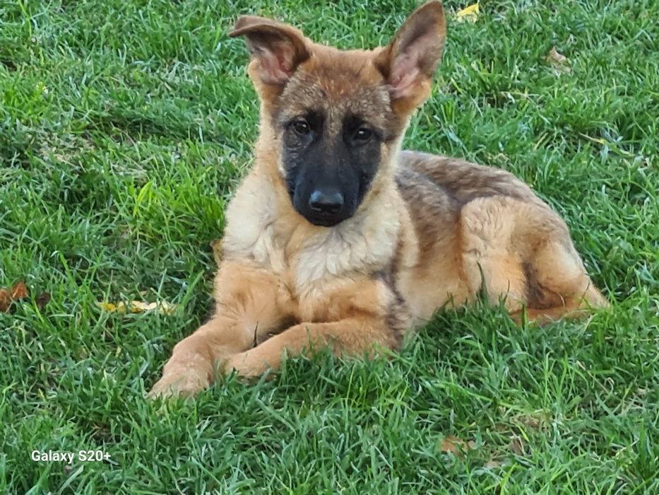 Catei 1-6 luni, vaccinati si deparazitati.