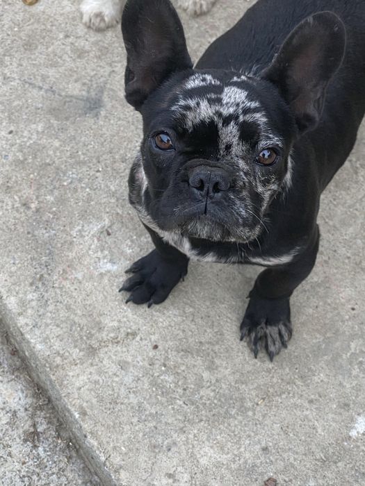 Catel buldog francez(negru merle)