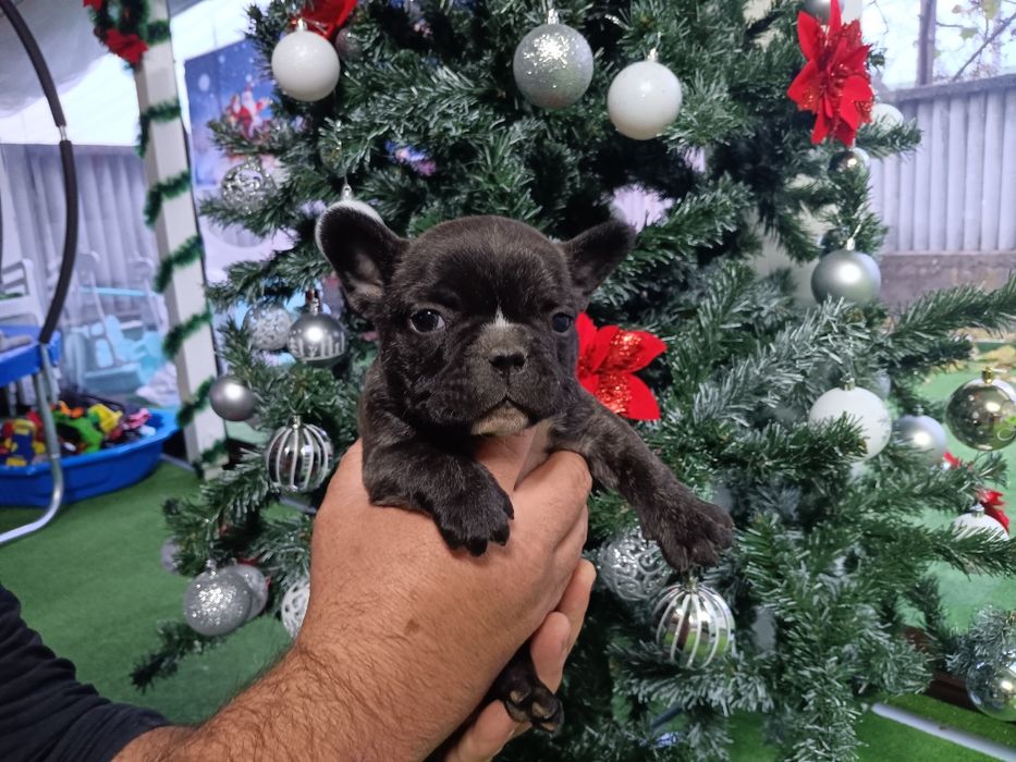 Френски булдог french bulldog