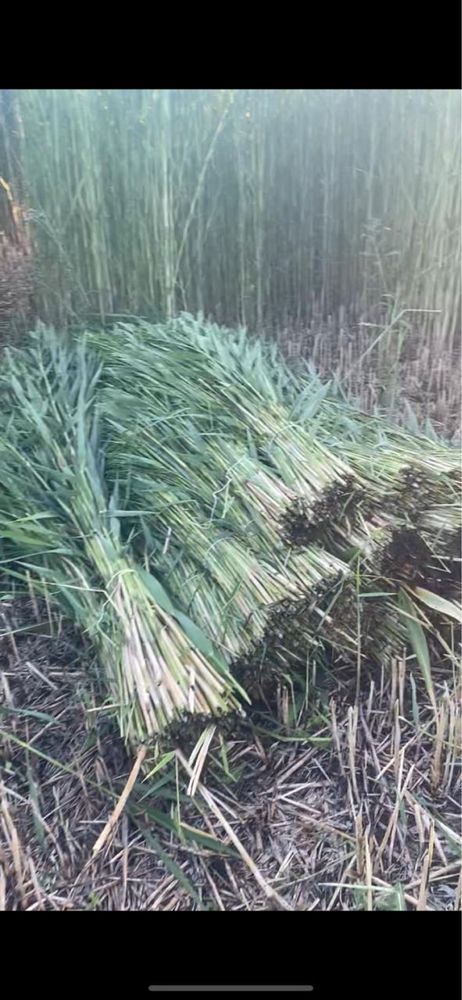 Қамыс бау бар бағысы 250 дан каладан калаға жеткізу бар жеткізу тегін