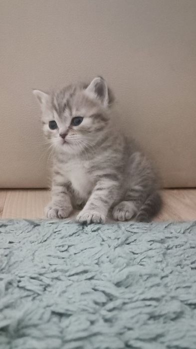 Британский котенок