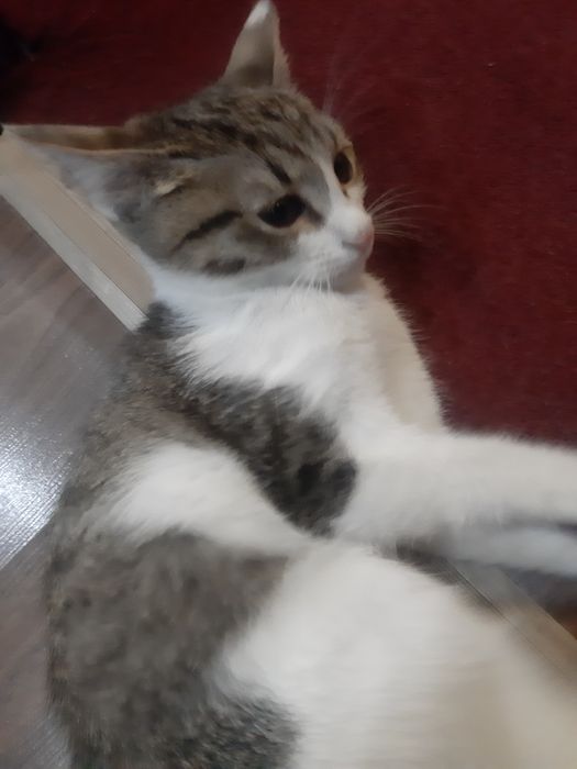 Mushukcha hadyaga beriladi