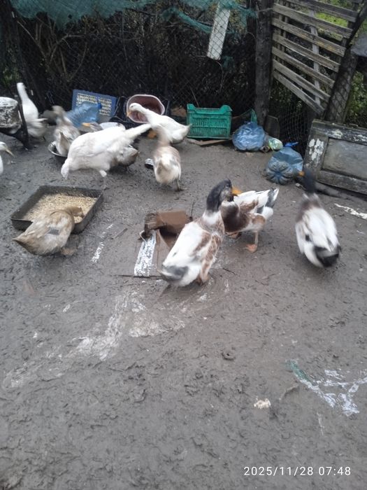 Патенца и пиленца