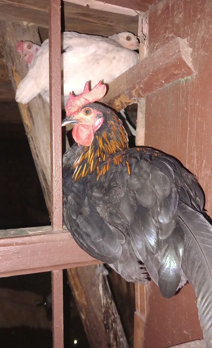 Vând o pereche de rațe,gâște și cocoși