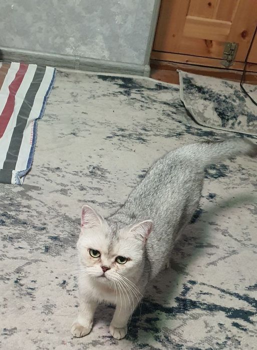 Britan serebristiy shinshila sotiladi techkasi kegan