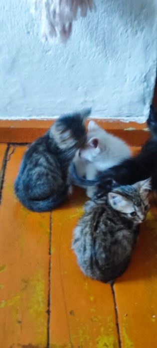 Котята в добрые руки