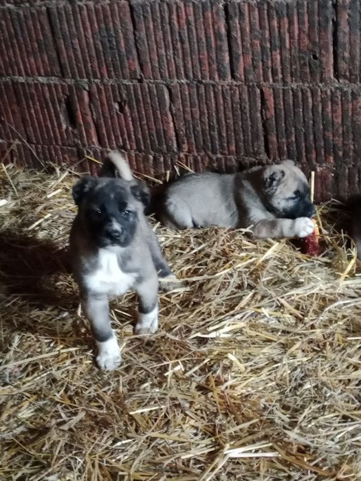 Vând oii bune de bune