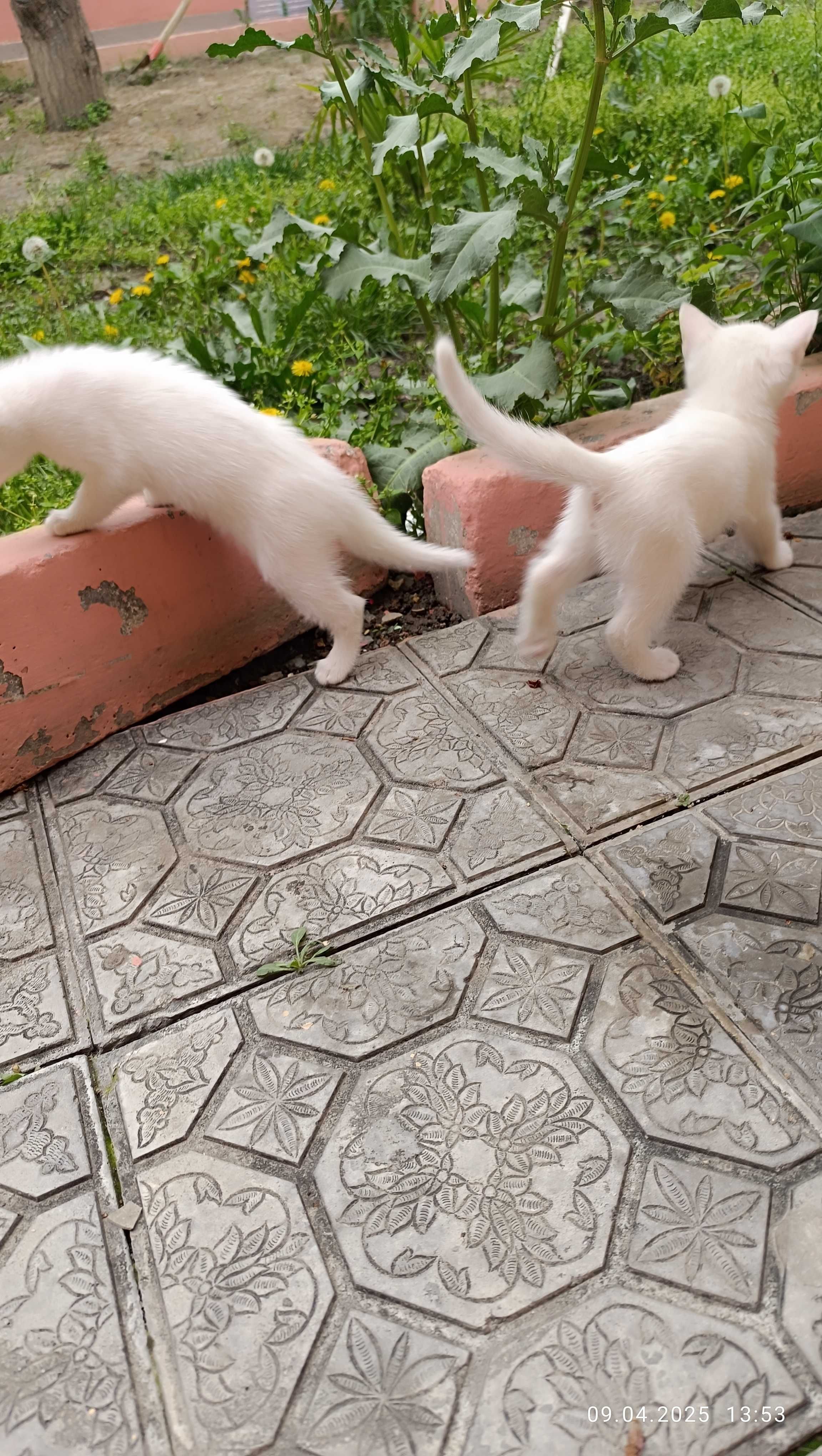 Котёнок Турецкая ангора