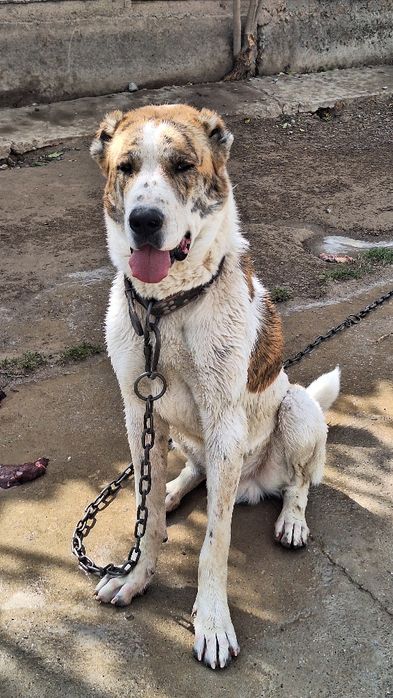 Продаётся среднеазиатская  овчарка, төбет